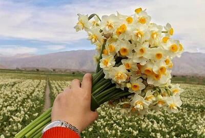 استشمام رایحه بهشتی از نرگس زارهای شهرستان رستم