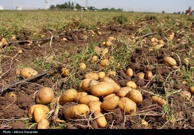 عرضه ذخایر سیب زمینی سازمان تعاون روستایی به بازار - تسنیم