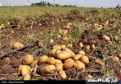 عرضه ذخایر سیب زمینی سازمان تعاون روستایی به بازار