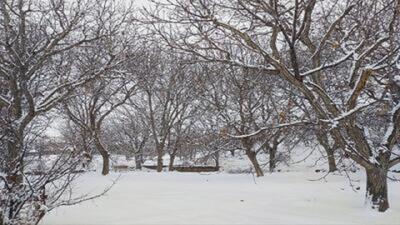 جامه سپید بر تن روستای جغدان کیار با بارش برف + فیلم