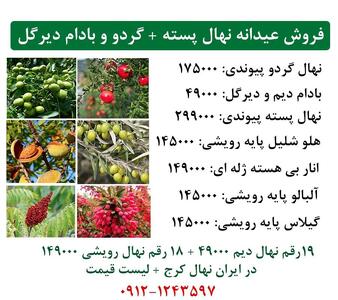 فروش عیدانه نهال پسته پیوندی + گردو پیوندی + بادام دیرگل زیر نظر جهاد کشاورزی با تضمین باردهی و کیفیت آغاز شد!