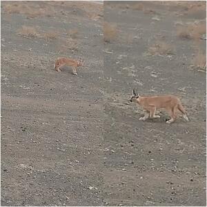 حضور چهارمین گربه‌سان نادر برای نخستین مرتبه در جغتای