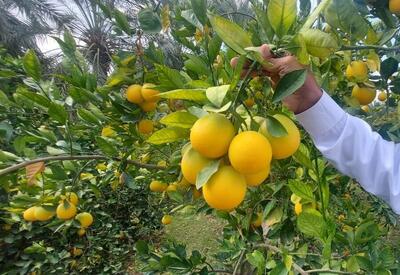 جهان‌گردی مرکبات مازندران