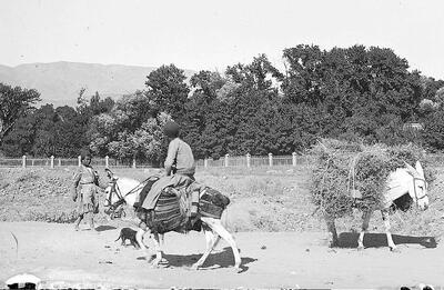 (عکس) سفر به ایران قدیم؛ الاغ‌سواری خانوادگی در تهران در دوران قاجار