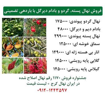 آغاز فروش نهال گردو 3 ساله + بادام دیرگل 3 ساله + پسته پیوندی مقاوم به سرما