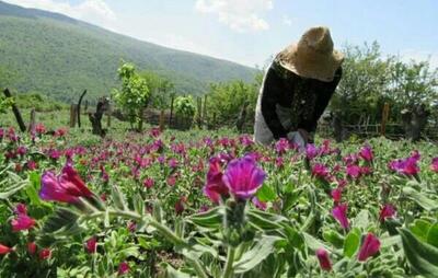 کشت گیاهان دارویی یک راهکار مؤثر در مقابله با خشکسالی و کمبود آب