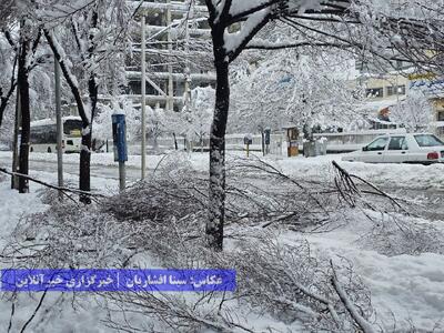 ارومیه برفی / بارشی به قصد جان درختان