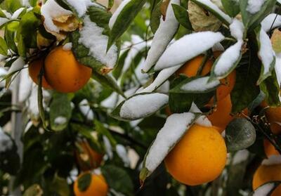 باغداران وگلخانه‌داران مراقب سرمازدگی باشند - تسنیم