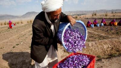 یک ادعا درباره نفوذ افغانستانی‌ها به بازار ایران/ وقتی افغان‌ها عامل به هم ریختگی قلمداد می‌شوند