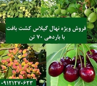 جشنواره فروش گیلاس کشت بافت 70 تنی + گردو پیوندی 12 تنی و بادام 9 تنی + پسته پیوندی 6 تنی