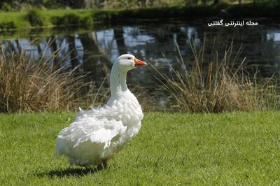 زیباترین نژاد غاز در جهان که برای تولید بالش و لحاف پرورش داده می‌شد+عکس