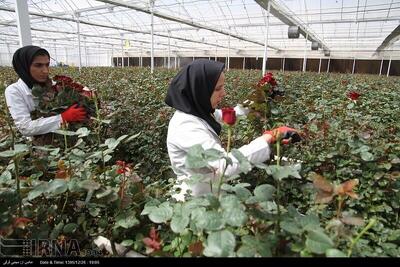 ۴۵۰۰ روستا تحت پوشش طرح‌های اشتغال‌زایی بنیاد مستضعفان قرار می‌گیرد