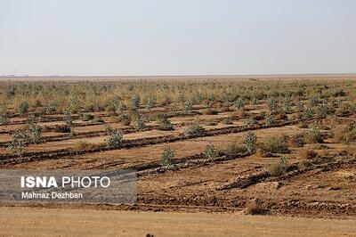 کمربند سبز اهواز بعد از ۱۲ سال... 