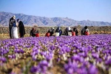 ورود دلالان افغان به بازار زعفران ایران