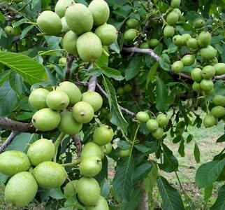 جشنواره خرید نهال گردو اصلاح شده ضمانتی فقط با ۳۷ هزار و بادام 28هزار