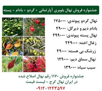 جشنواره فروش 4 نهال میوه (بادام دیرگل + پسته پیوندی + بلوبری آپارتمانی + گردو پیوندی)