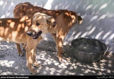 ابتلای 1197 نفر به کیست هیداتید/مدفوع سگ عامل انتقال بیماری - تسنیم