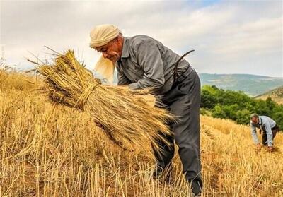 پوشش 600 هزار هکتار از دیمزارهای کرمانشاه در طرح جهش تولید - تسنیم