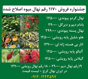 لیست قیمت جشنواره فروش انواع نهال میوه زودبارده و اصلاح شده با باردهی تضمینی زیر نظر جهاد کشاورزی