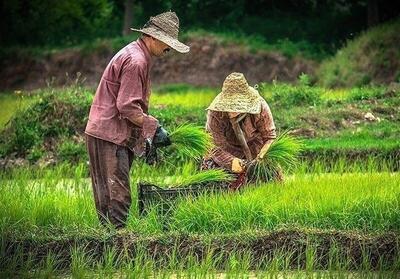 واکاوی پشت‌پرده گرانی برنج/ بازار برنج دست چه‌کسانی است؟