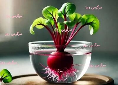 آموزش کاشت سبزه لبو برای عید