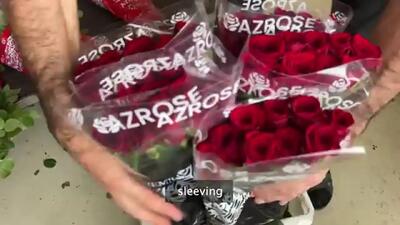 (ویدئو) مراحل پرورش و برداشت گل رز در گلخانه ای مدرن در آذربایجان