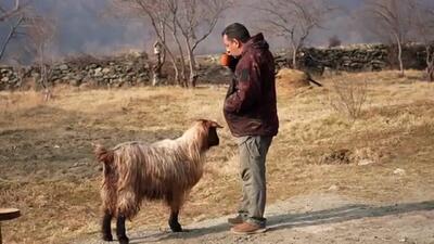 (ویدئو) غذای روستایی در آذربایجان؛ پخت برگر غول آسا توسط آشپز مشهور