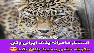 استتار بامزه پلنگ ایرانی با دیدن عکاس! ۲۸ بهمن ۱۴۰۳