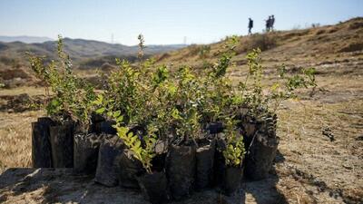 کاشت ۲۷ هزار اصله نهال در پویش ملی درختکاری در قم