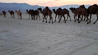 رونق پرورش شتر در شهرستان زرین دشت