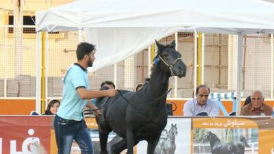 میزبان مسابقات ملی زیبایی اسب اصیل عرب به شوش رسید