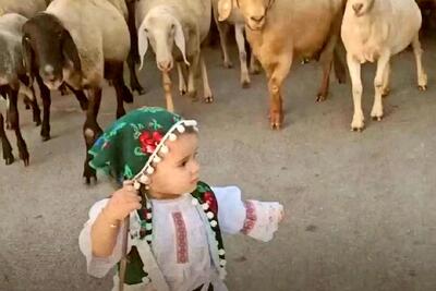 آواز شاد؛ چوپان گوسفندا دختر فسقل با آهنگ آهای دختر چوپون با زبردستی گله رو هدایت کرد