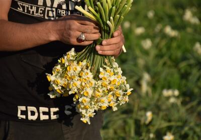 رتبه سوم ایران در جهان برای تولید گل نرگس - تسنیم