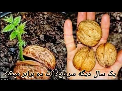 کاشت گردو / آموزش قدم به قدم کاشت درخت گردو