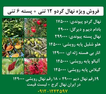 فروش ویژه نهال گردو پیوندی 12 تنی + پسته اصلاح شده 6 تنی + بادام 9 تنی زودبارده زیر نظر جهاد کشاورزی