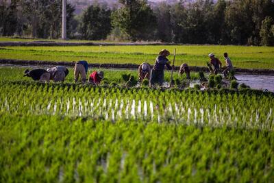 برنج ایرانی گرفتار در تنگنای آب و واردات/ کلید بقای تولید برنج چیست؟