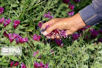 سالانه بیش از ۲۴ هزار تن گیاهان دارویی در سیستان و بلوچستان تولید می‌شود