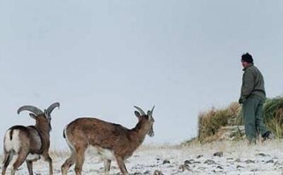 آماده باش محیط‌بانان مازندران برای مقابله با بحران سرما