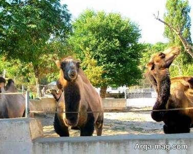 باغ وحش ایروان سرگرمی جذاب برای تفریح روزانه