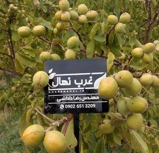 درآمد ۸ میلیاردی با کاشت نهال گردو دیرگل در ۱ هکتار