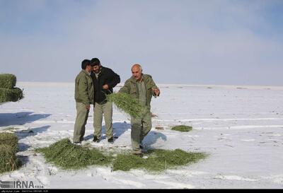 آماده‌باش محیطبانان مازندران برای حفاظت از حیات وحش در سرما