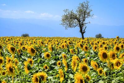 تخمه آفتابگردان برای کبد چرب و دیابت مفید است!!