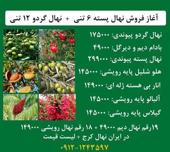 آغاز فروش پربارترین نهال پسته پیوندی 6 تنی و گردو اصلاح شده 12 تنی نهالستان مرکزی کرج!