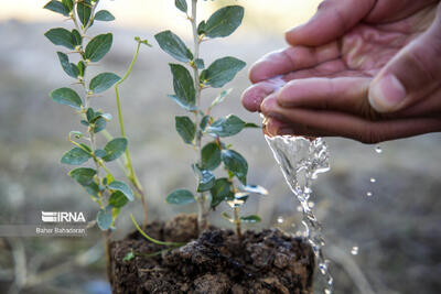 پویش درختکاری با حضور چهره ماندگار ملی در روستاهای بخش مرکزی گرمسار