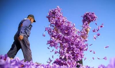 دستورالعمل جدید برای زعفران صادراتی تدوین شد