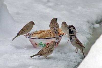 به جانوران و پرندگان وحشی غذا ندهید