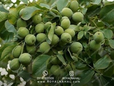 کاشت نهال گردو، گزینه‌ای ایده‌آل برای میلیاردر شدن