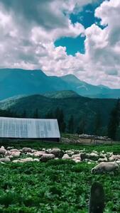 فیلم کشاورزی و نگهداری گوسفندان در روستای رومانی