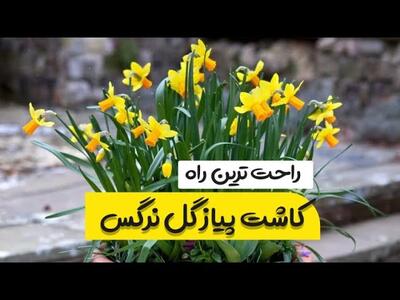 آموزش کاشت گل نرگس در گلدان برای نوروز