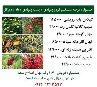 جشنواره عرضه مستقیم گردو پیوندی + پسته پیوندی + بادام دیرگل دیم در ایران نهال کرج ارسال یک روزه به سراسر ایران